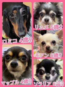 🐾今日の里親様募集中ワンコ🐶メンバーです🐾2022,12,12【保護犬カフェ天神橋店】